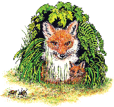 foxes - Frogazoom